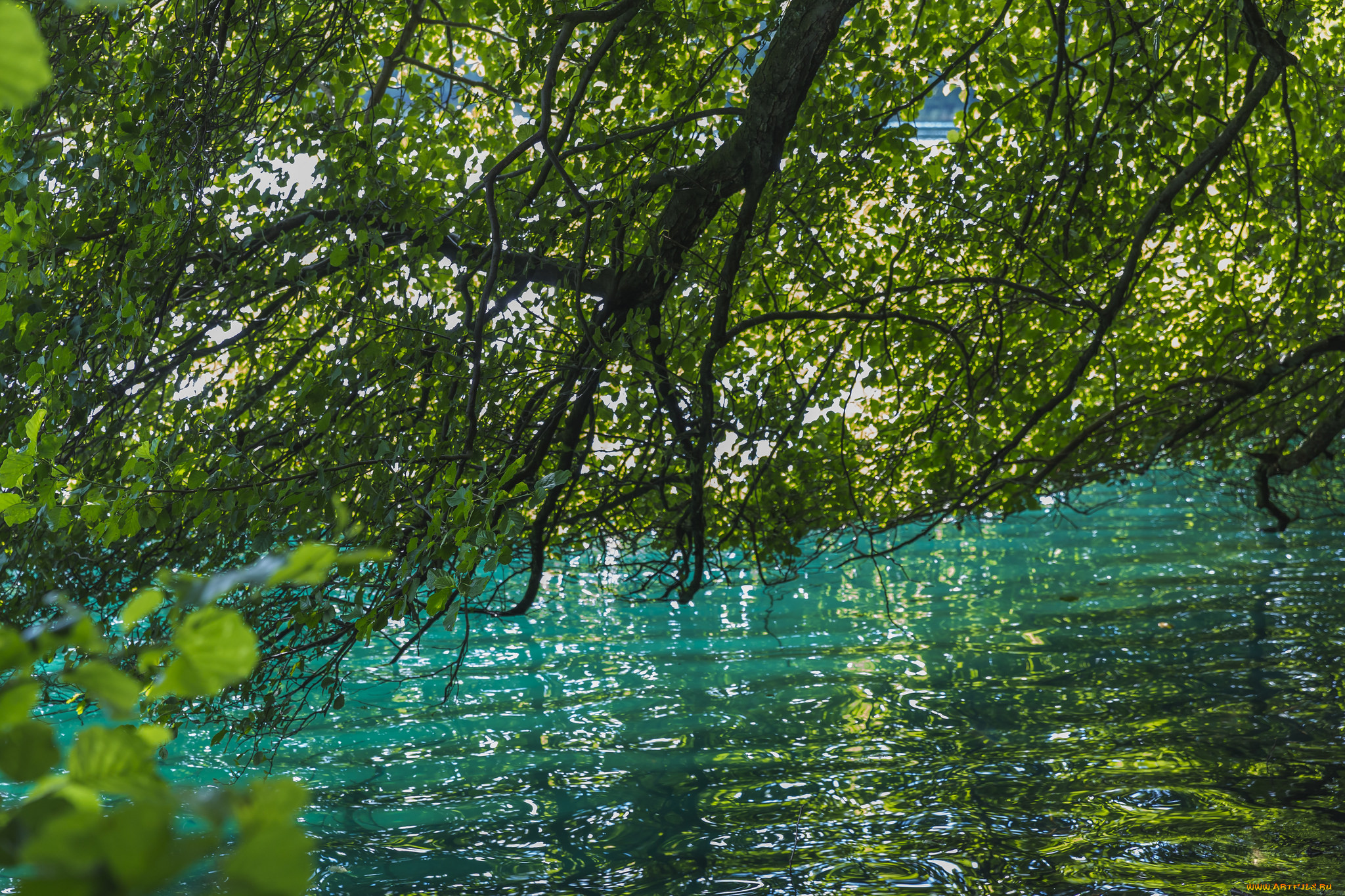 Вода ветки. Лето вода. Лето деревья вода. Над водой. Зеленый деревья над водой.